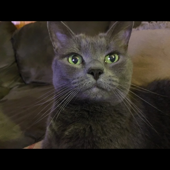 Meet your Posher, Dina - Picture 3 of 9